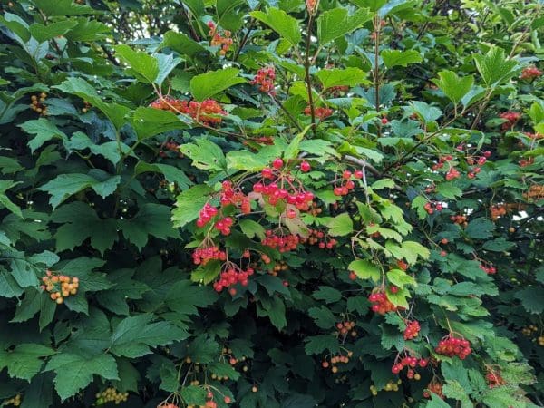 viburnum opulus