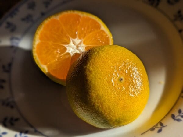 SATSUMA PRECOCE